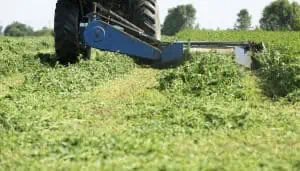 mowing a clover food plot