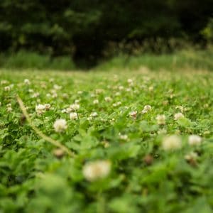 Planting a Successful Clover Food Plot
