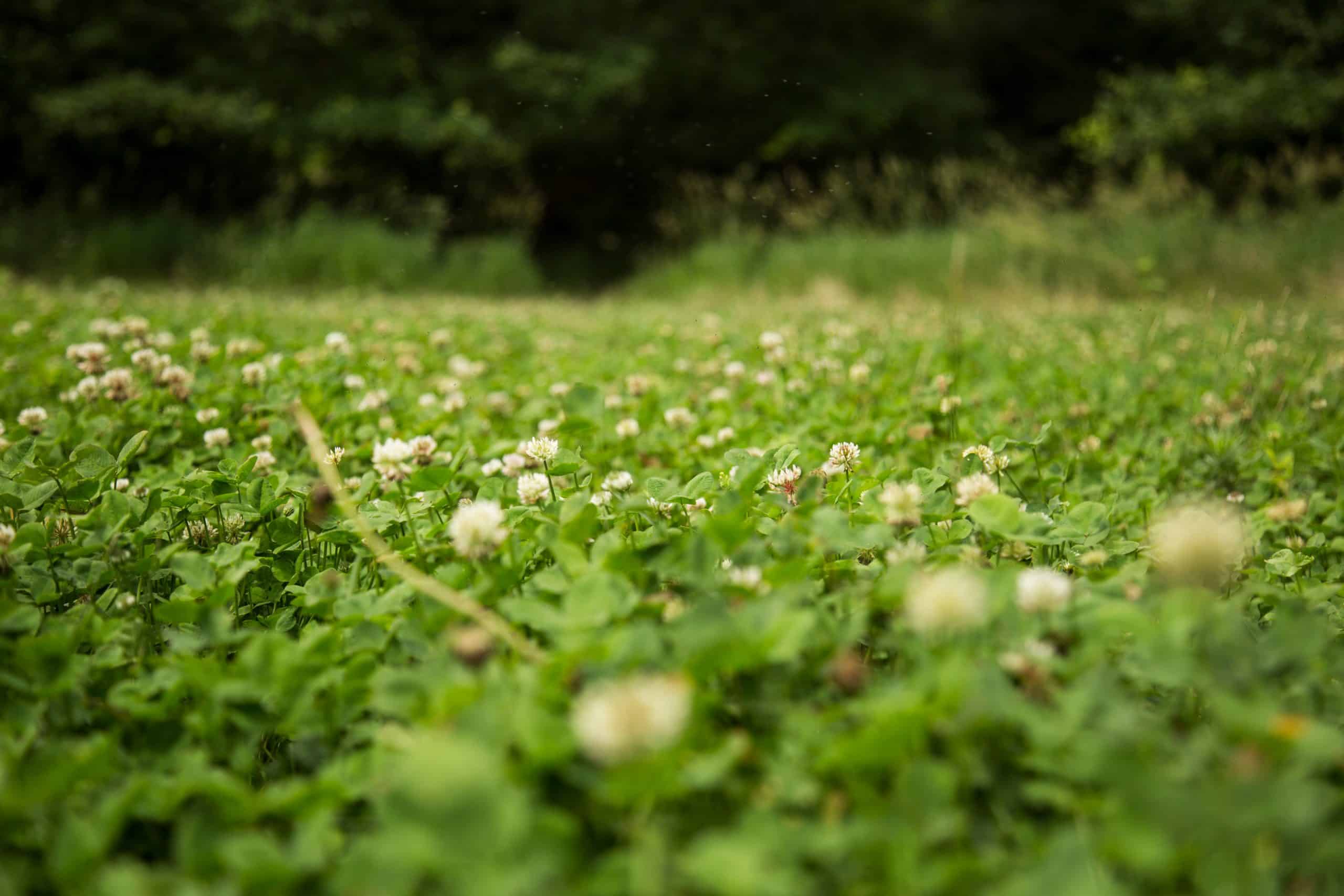 planting-a-successful-clover-food-plot-mossy-oak-gamekeeper