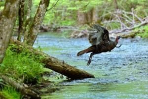 wild-turkey-flying-over-creek