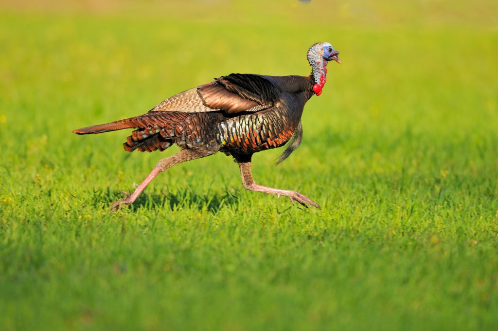 wild-turkey-running