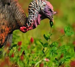 wild-turkey-using-beak