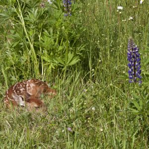 6 Ways for Improving Fawn Recruitment