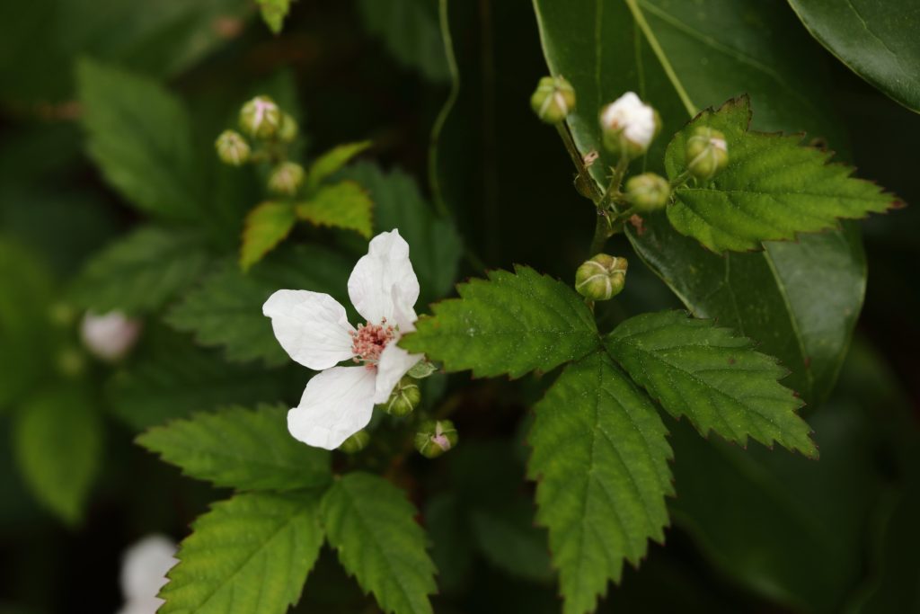 Southern-Dewberry