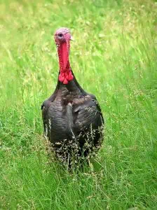 wild turkey in tall grass