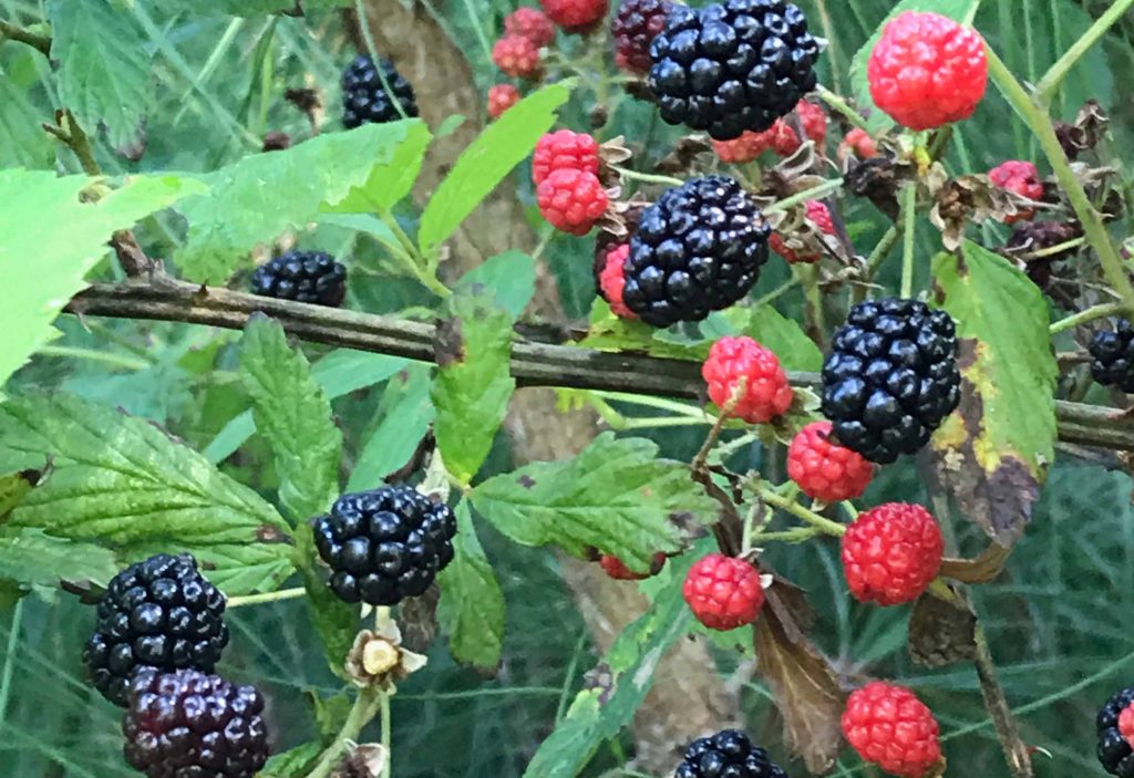 blackberries-on-vine