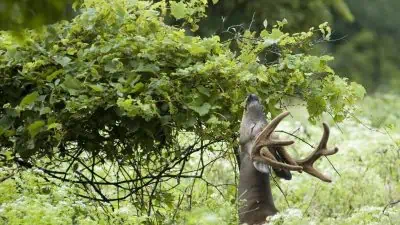deer browsing on tree