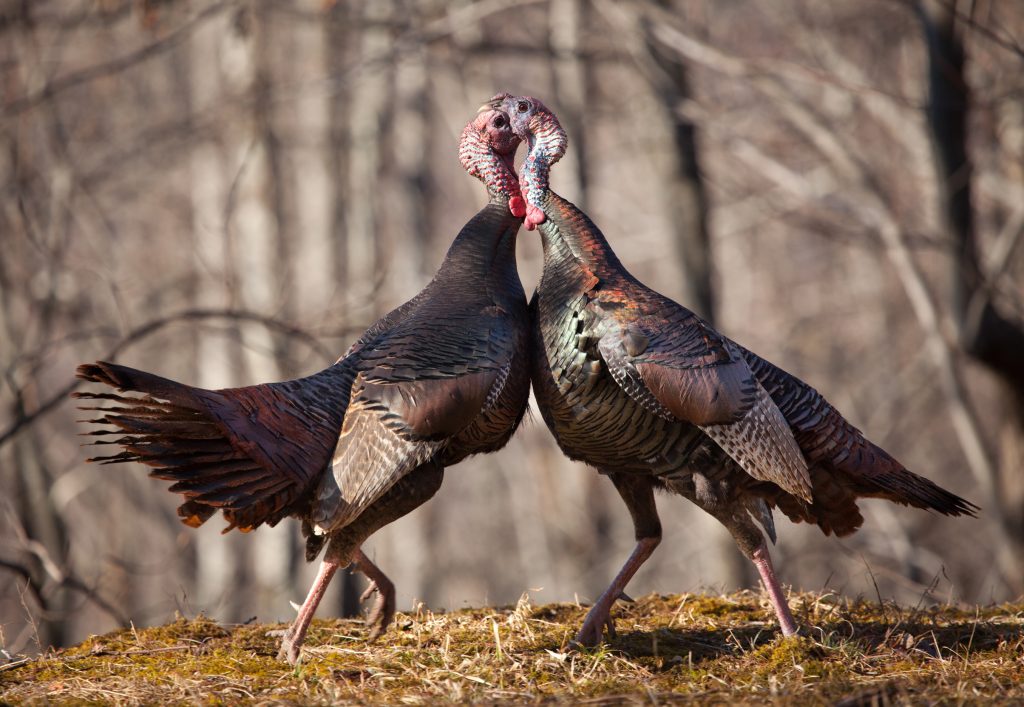 turkeys-fighting