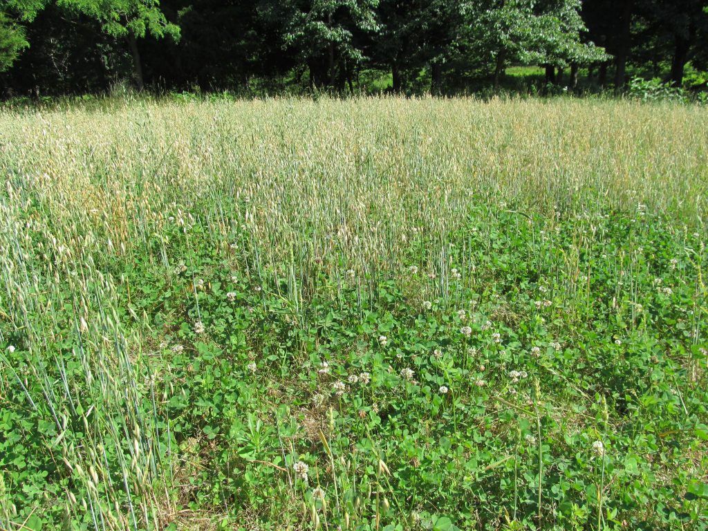 clover food plot with grains