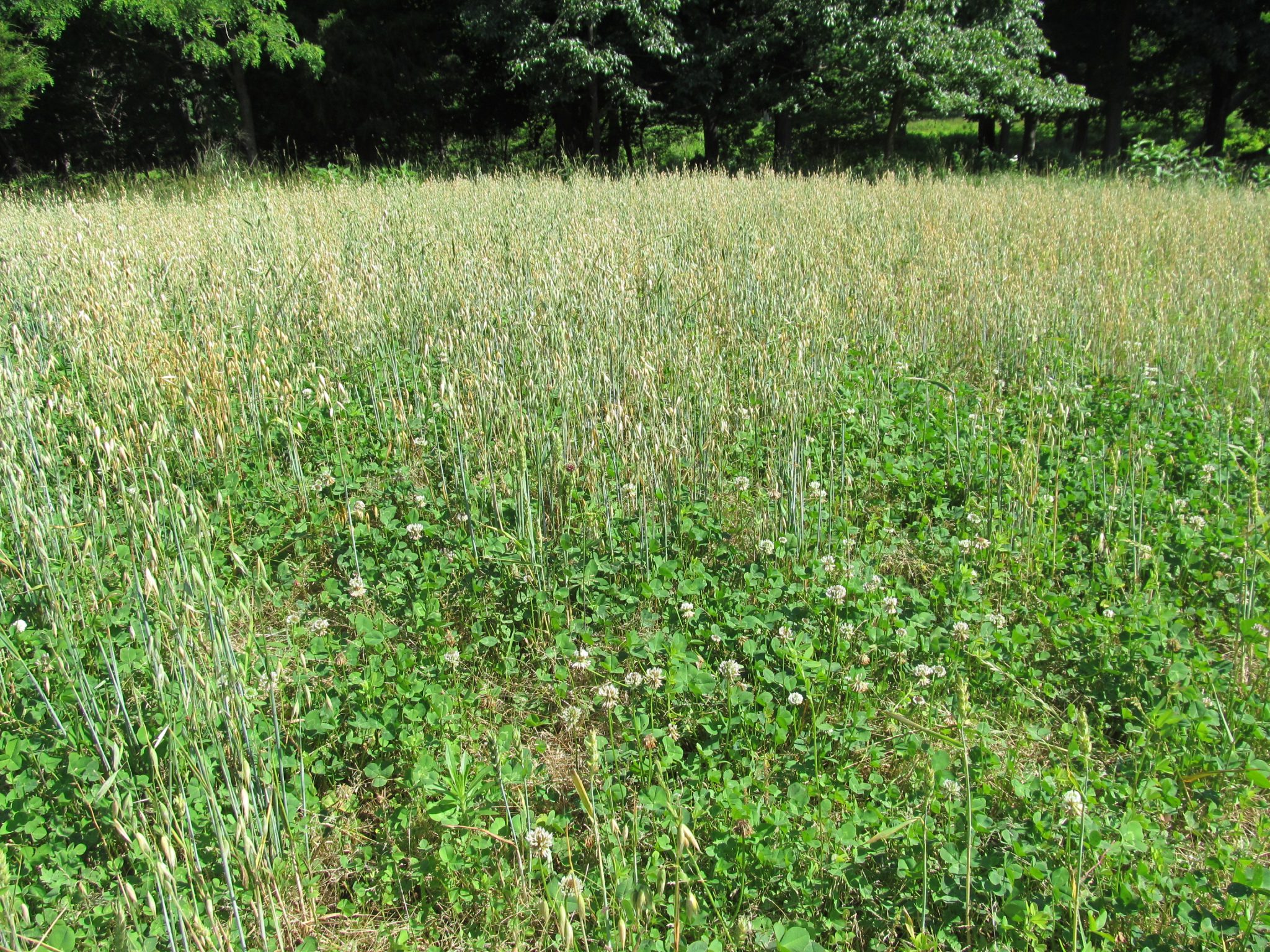 10 Reasons to Plant Clover Food Plots | Mossy Oak Gamekeeper