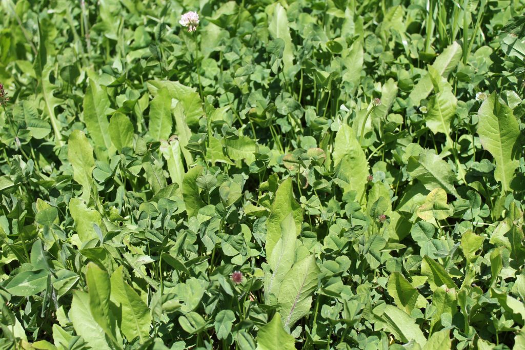 10 Reasons to Plant Clover Food Plots | Mossy Oak Gamekeeper