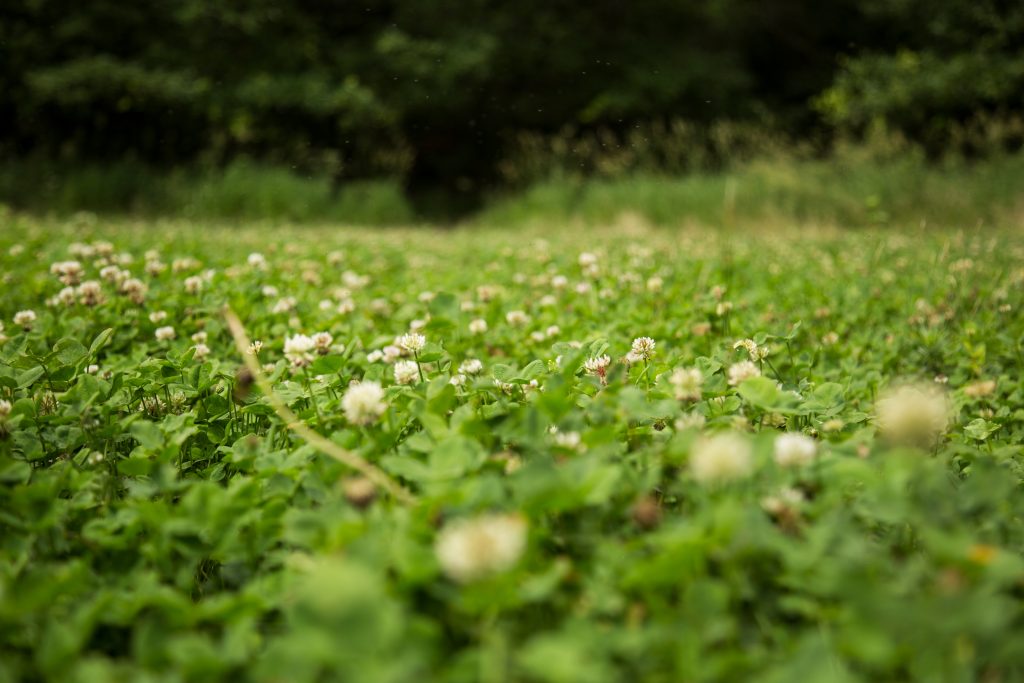 clover-food-plot