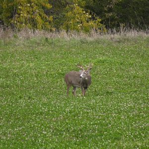 10 Reasons to Plant Clover Food Plots