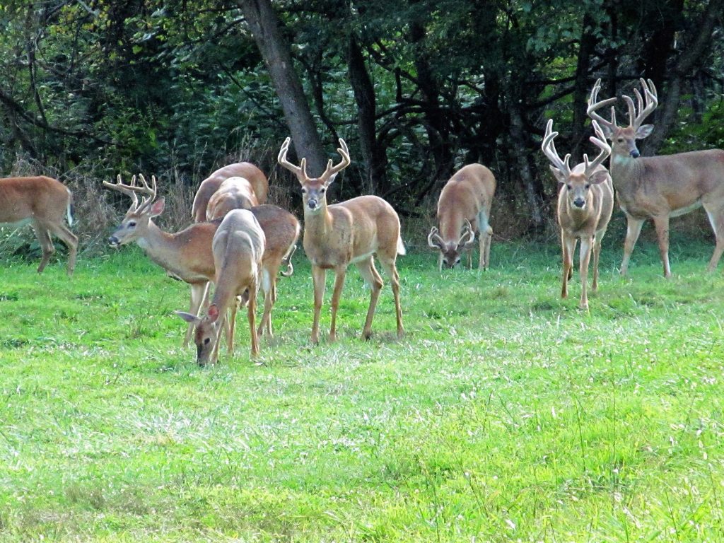 deer-in-clover-food-plot