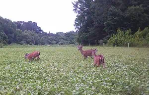 deer-in-game-changer-soybeans