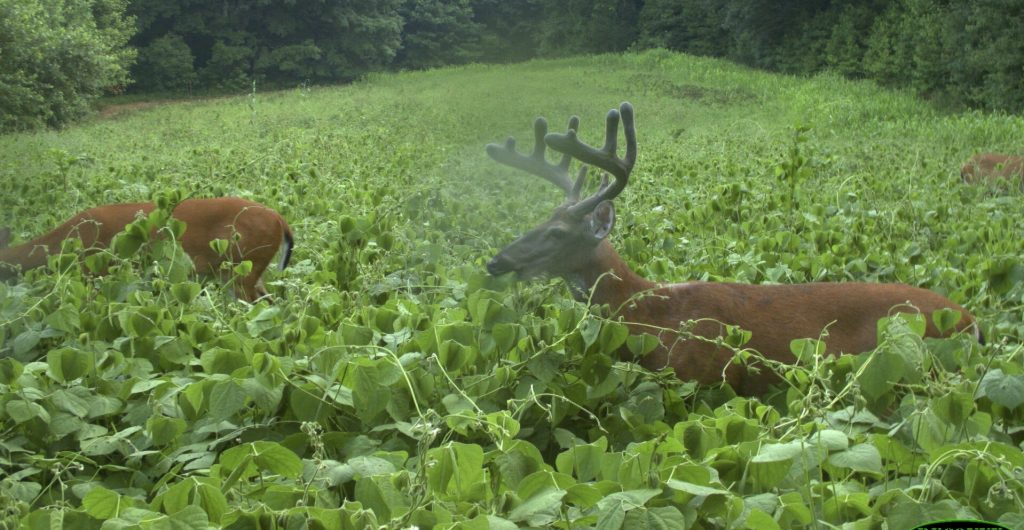 deer in summer food plot