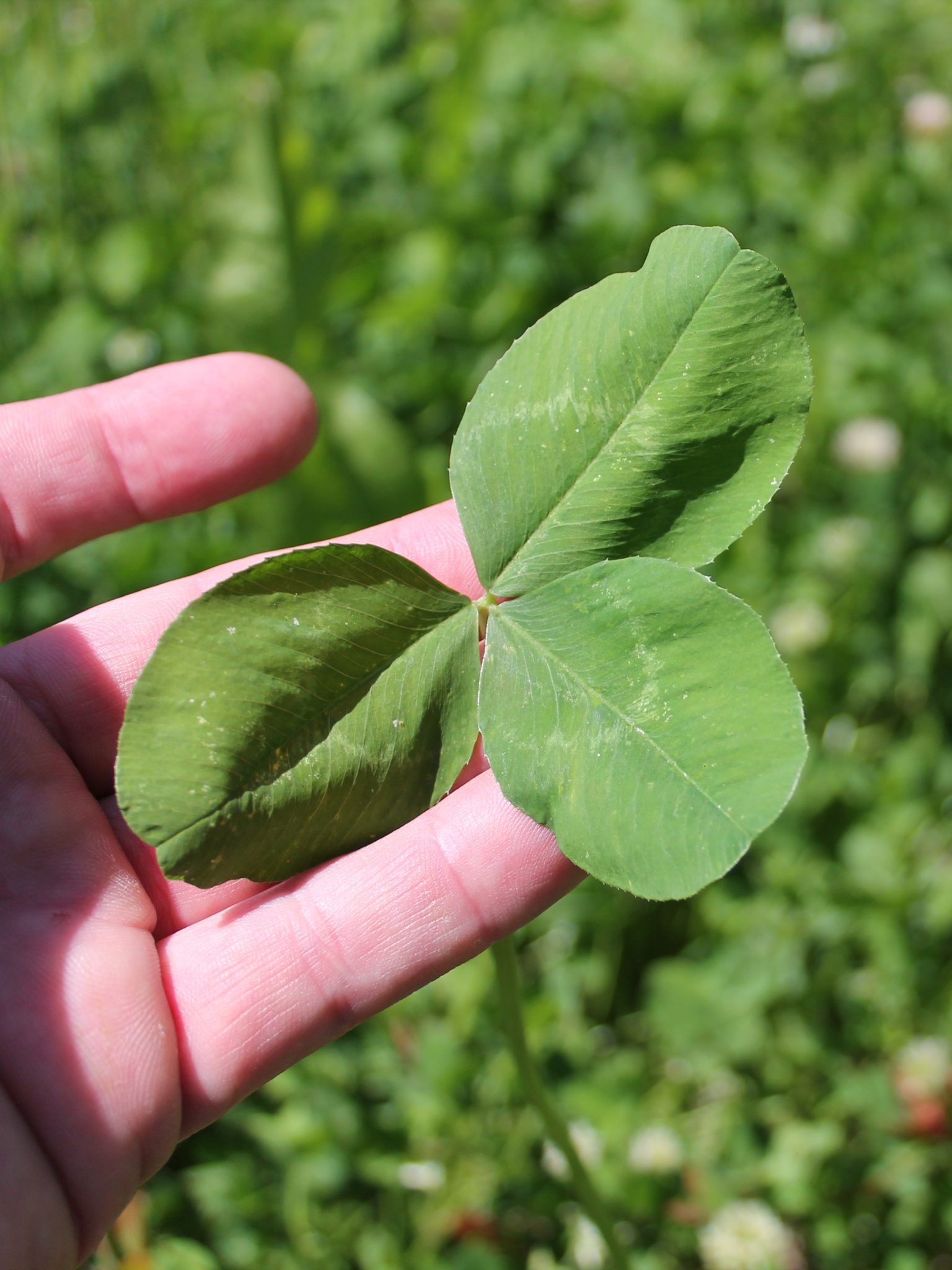 10 Reasons to Plant Clover Food Plots Mossy Oak Gamekeeper
