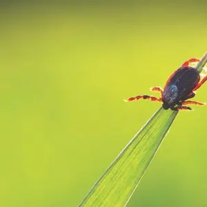 Protecting Yourself from Tick Bites