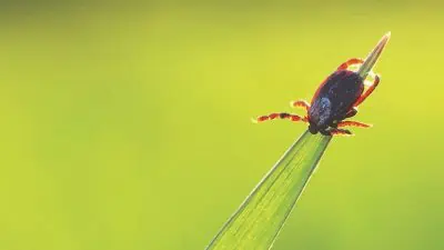 protecting yourself from tick bites