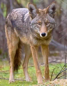 Coyotes have been shown to be one of the biggest threats to fawns