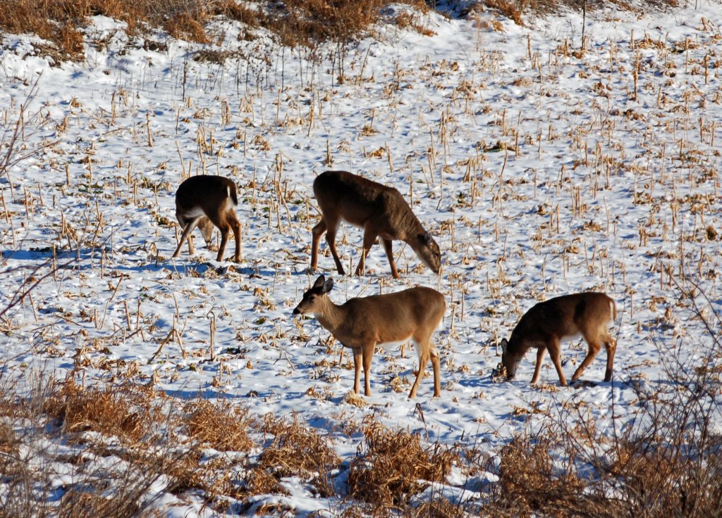 does in food plot