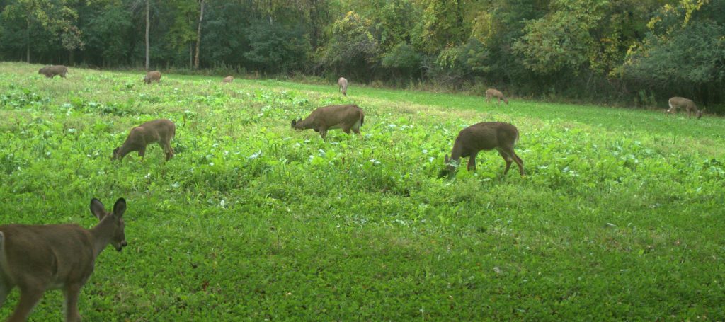 food plot shape and size