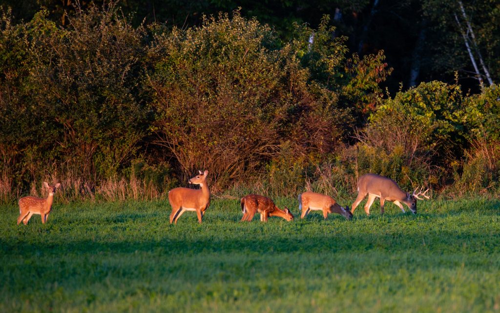 Deer herd in field
