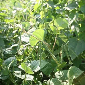When to Plant Beans and Peas for Whitetail Deer?