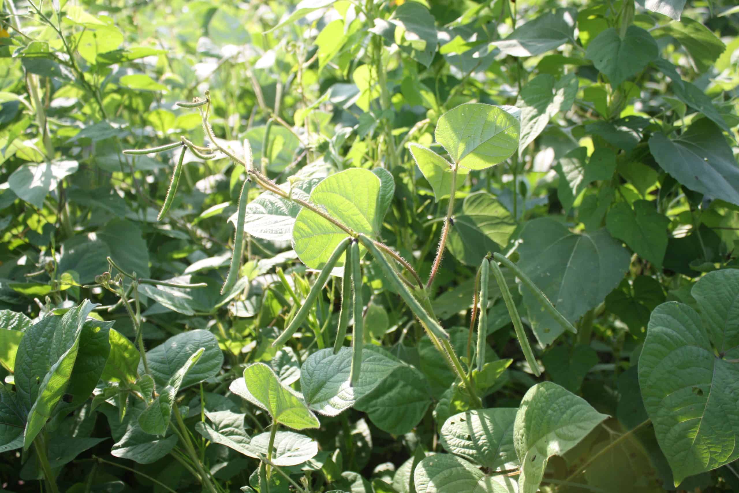 When to Plant Beans and Peas for Whitetail Deer? Mossy Oak Gamekeeper