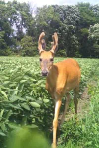 velvet-buck-in-peas