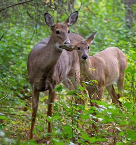 whitetail-doe-and-yearling