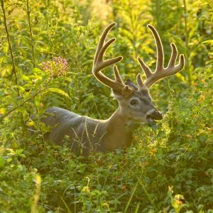 Nutritional Needs for Whitetails In Summer