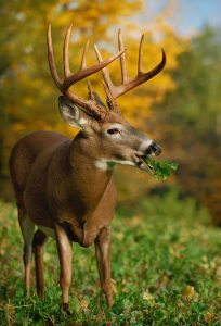 endurance-radish-deer