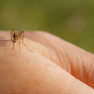 Protecting Yourself from Insect Bites