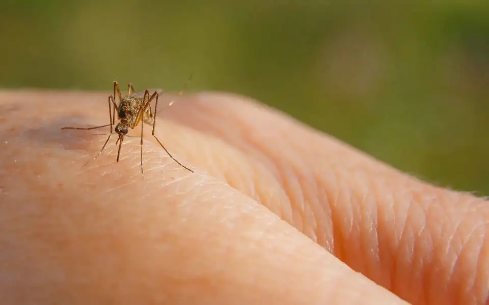 protecting-yourself-from-insect-bites-mossy-oak-gamekeeper