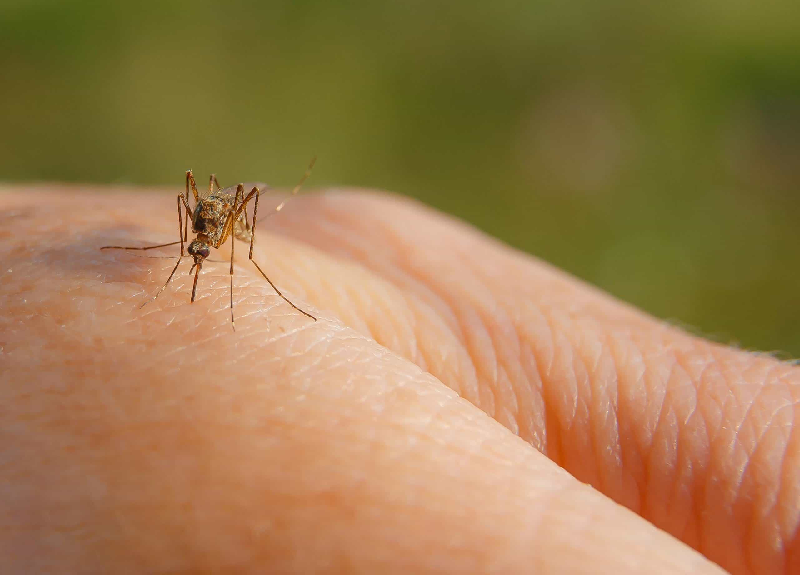 Protecting Yourself From Insect Bites Mossy Oak Gamekeeper