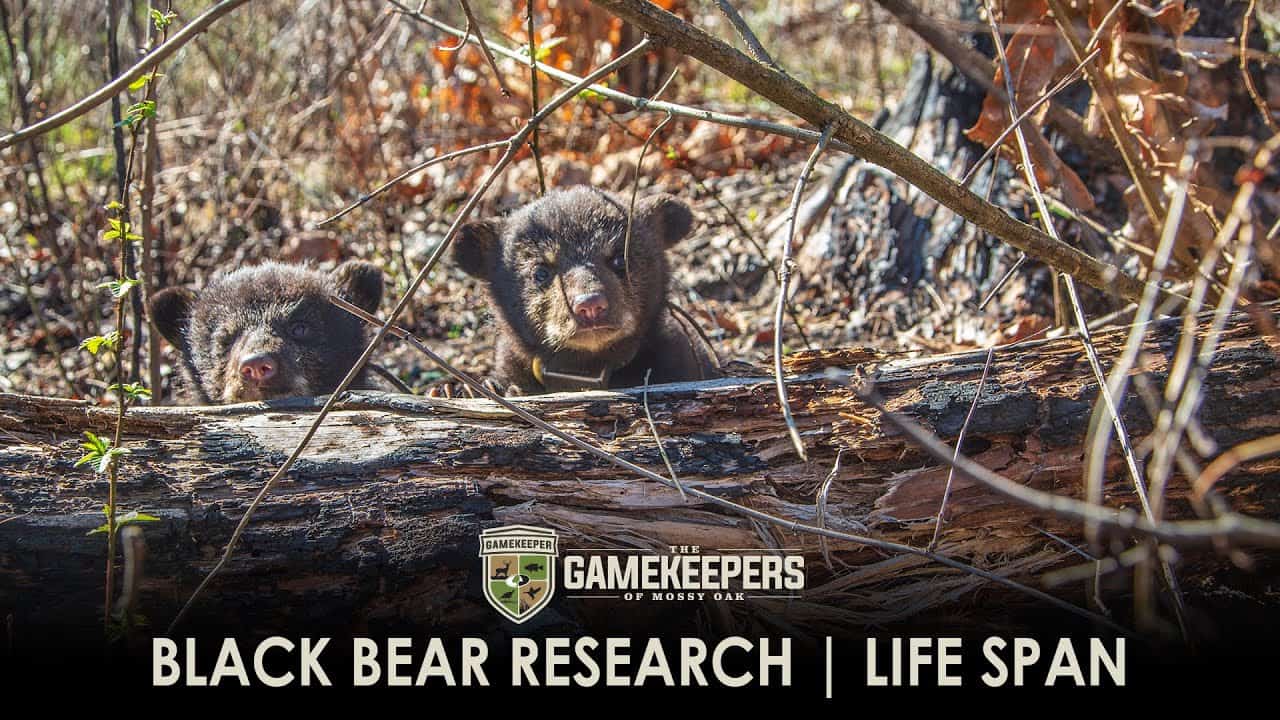 Black Bear Research Life Span Mossy Oak Gamekeeper black-bear-research-life-span-mossy-oak-gamekeeper