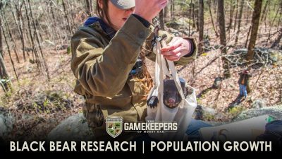 Black Bear Research | Population Growth