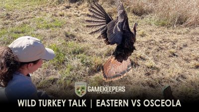 Wild Turkey Talk | Hen Spur