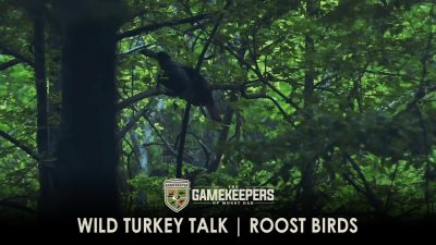 Wild Turkey Talk | Roost Birds