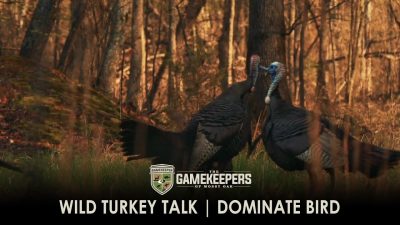 Wild Turkey Talk | Dominate Bird