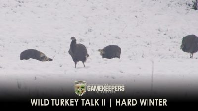 Wild Turkey Talk II – Hard Winter
