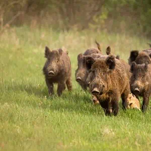 The Latest on Feral Hogs