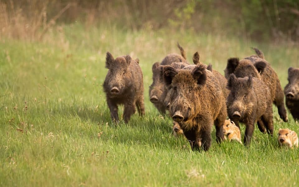 Wild Boar - Facts, Diet, Habitat & Pictures on
