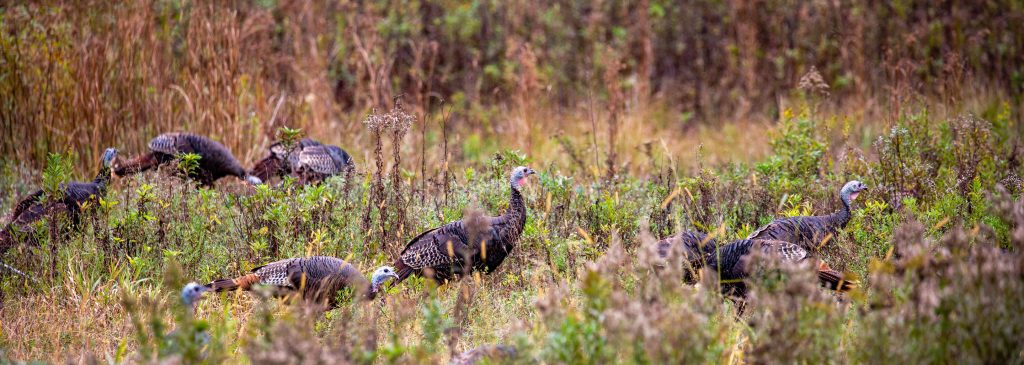 turkey-habitat-Michael-Tatman