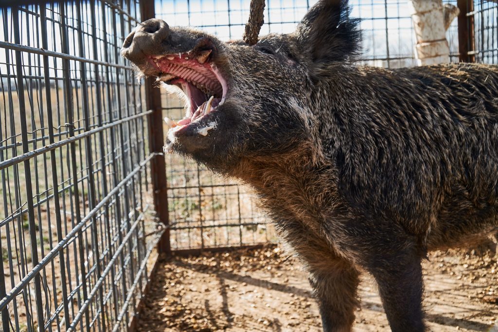 wild-hog-in-cage