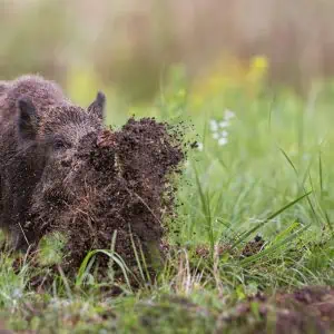 Learning to Live with Wild Hogs