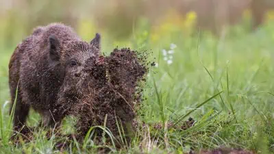 Learning-to-Live-with-Wild-Hogs
