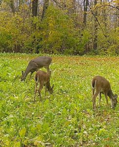 deer-in-fall-food-plot