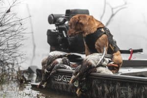 duck-hunting-dogs